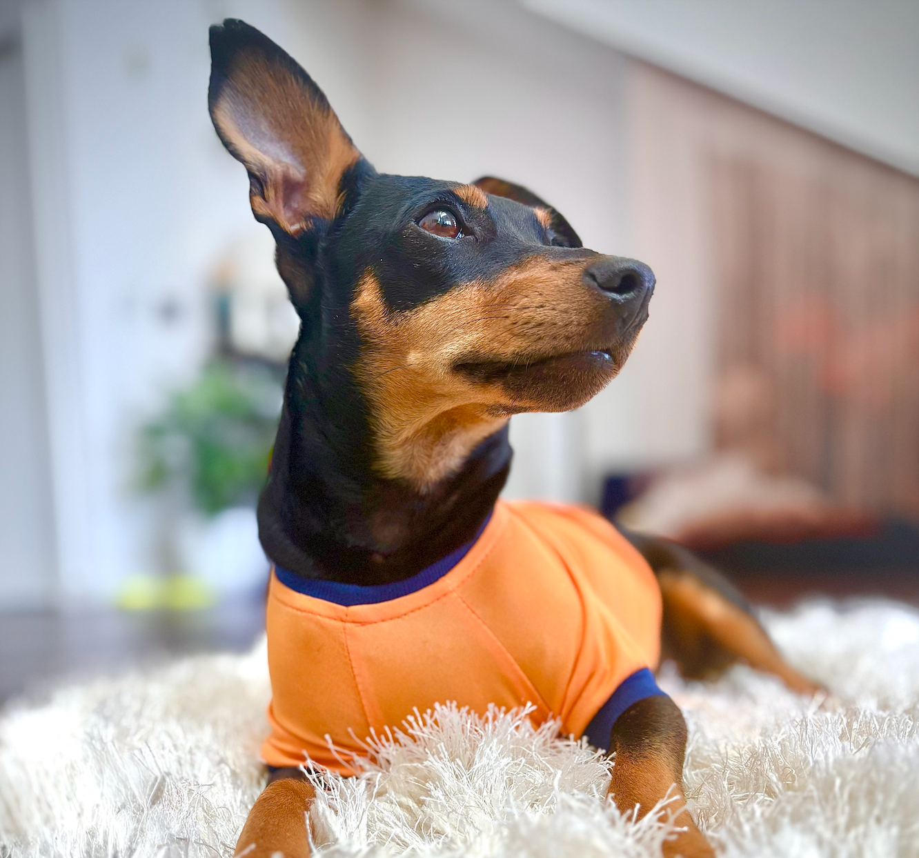 Dracula the Shop Dog: How One Rescue Pup Became the Heart of Central Oregon Guitars