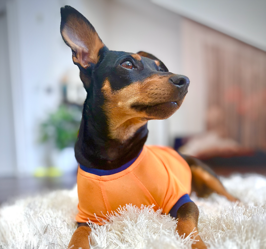 Dracula the Shop Dog: How One Rescue Pup Became the Heart of Central Oregon Guitars